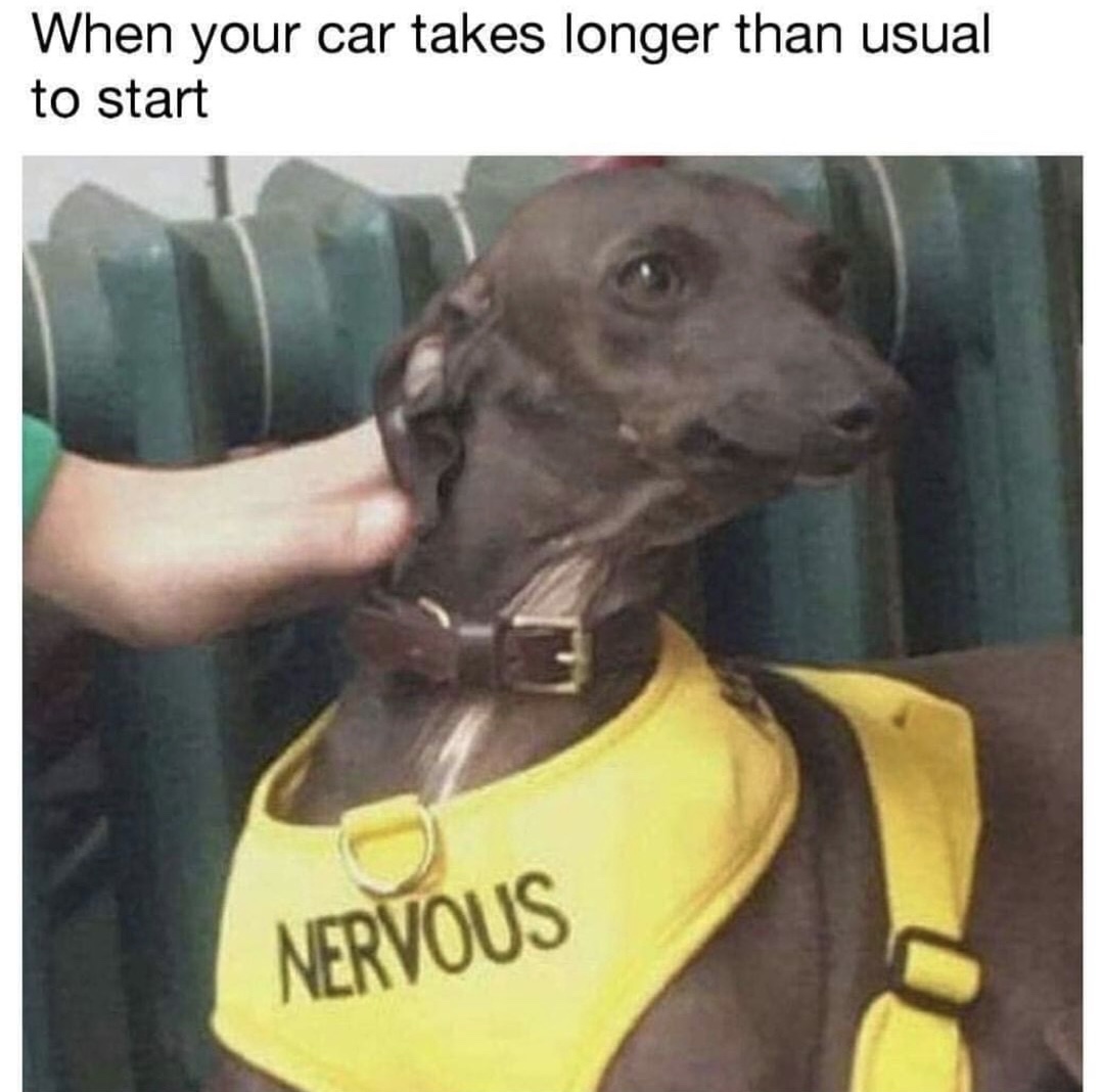 dog with nervous vest - When your car takes longer than usual to start Nervous
