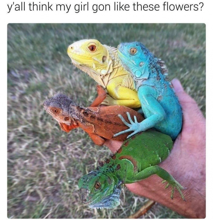 girlfriend flower meme - y'all think my girl gon these flowers?