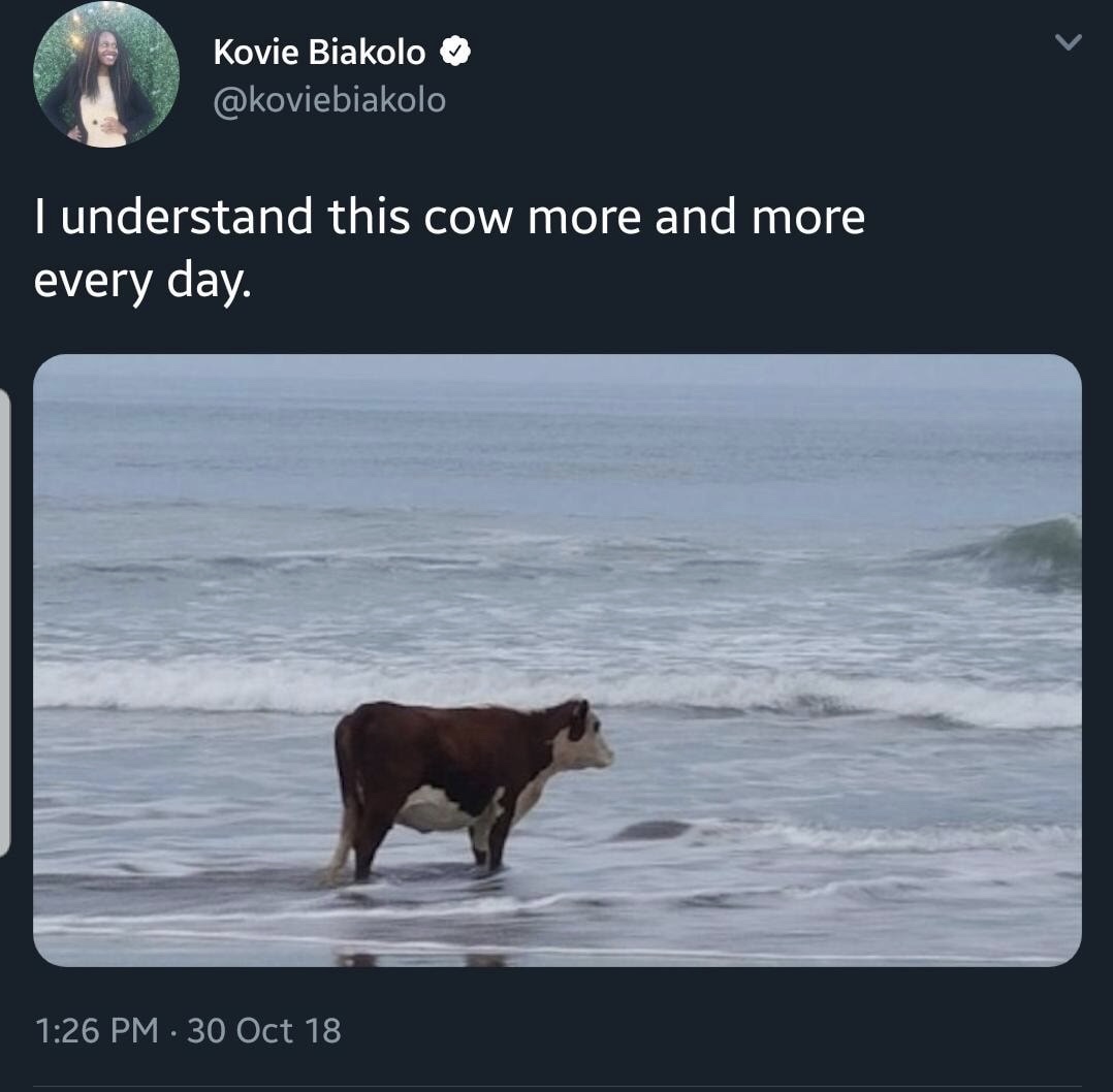 memes - don t know what this cow - Kovie Biakolo Tunderstand this cow more and more every day. 30 Oct 18