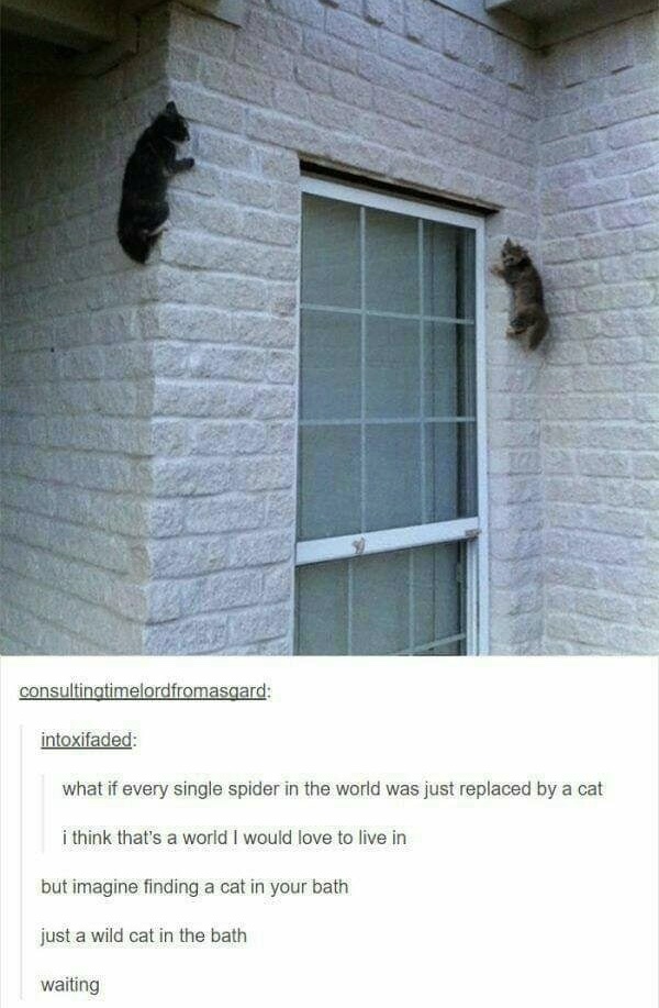 meme - if spiders were cats - consultingtimelordfromasgard intoxifaded what if every single spider in the world was just replaced by a cat i think that's a world I would love to live in but imagine finding a cat in your bath just a wild cat in the bath wa