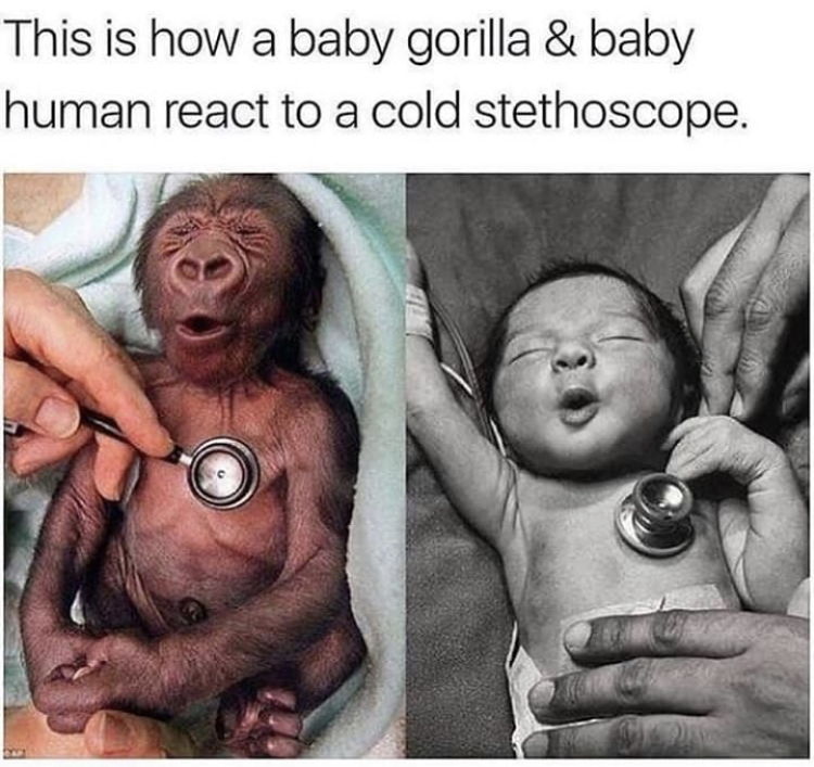 dank baby gorilla and baby human - This is how a baby gorilla & baby human react to a cold stethoscope.