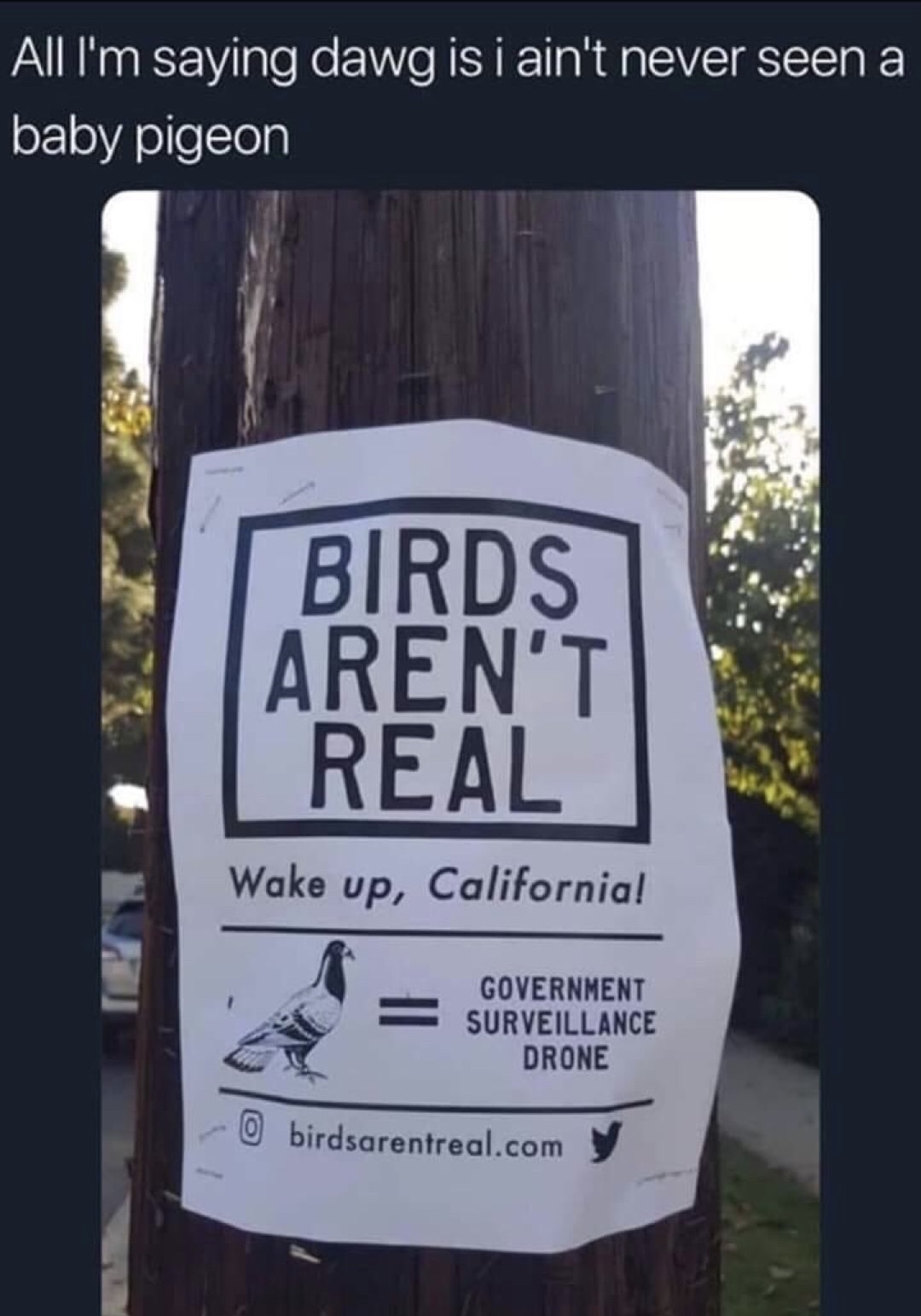funny flyer about birds not being real