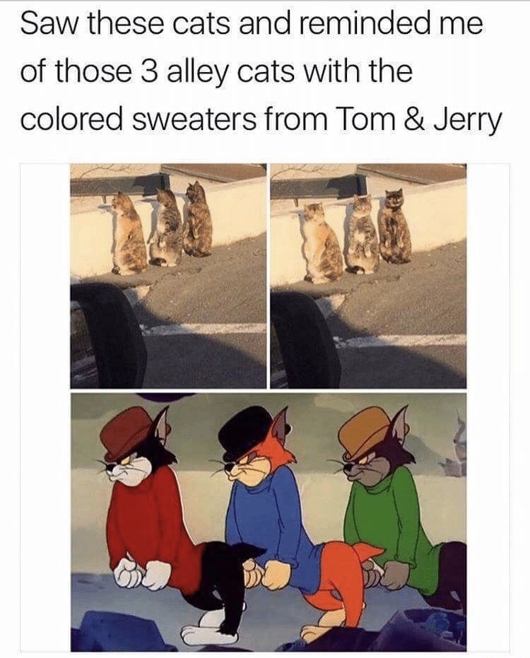 3 cats that look like the alley cats in Tom & Jerry cartoons