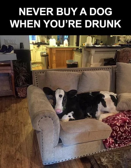 memes - never buy a dog when you are drunk - Never Buy A Dog When You'Re Drunk oo