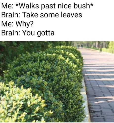 memes - take some leaves meme - Me Walks past nice bush Brain Take some leaves Me Why? Brain You gotta