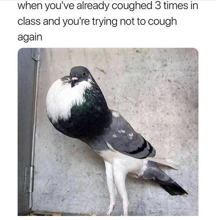bird memes - when you've already coughed 3 times in class and you're trying not to cough again