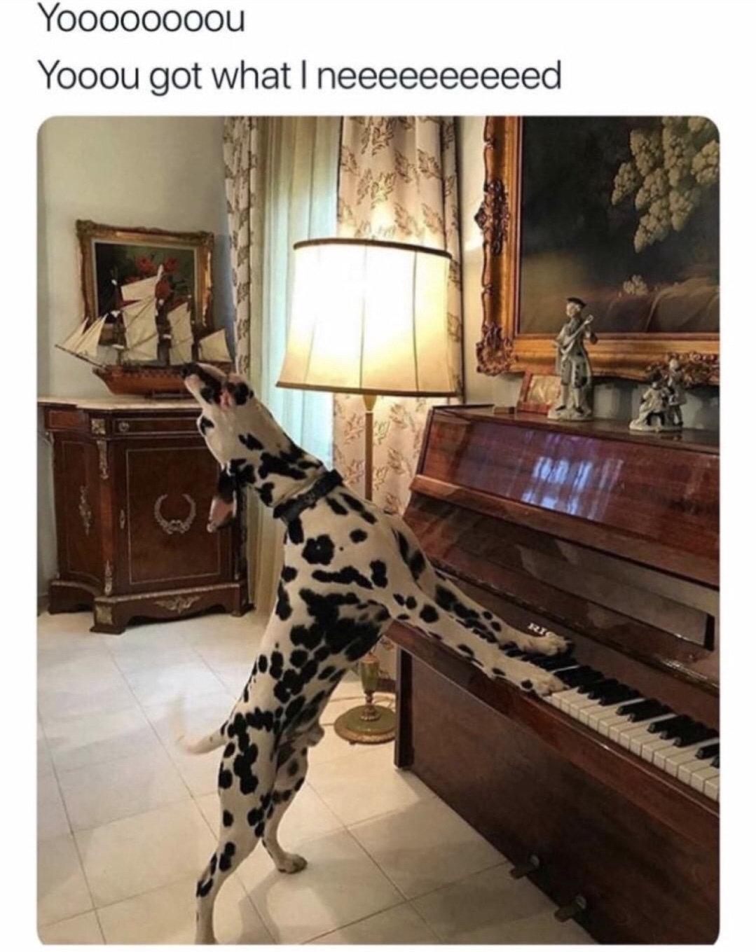 dank you got what i need dog piano - Yoooooooou Yooou got what I neeeeeeeeeed