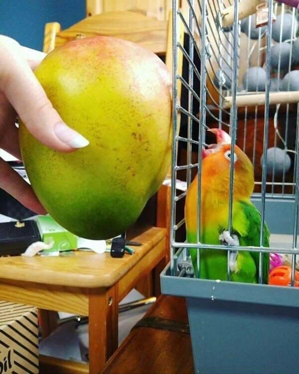mango birds