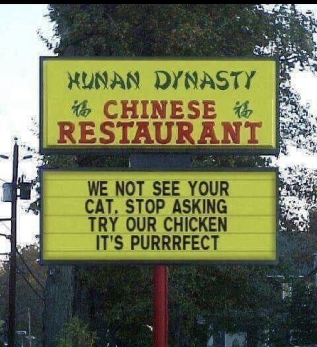 we no see your cat - Hunan Dynasty 4 Chinese Restaurant We Not See Your Cat. Stop Asking Try Our Chicken It'S Purrrfect