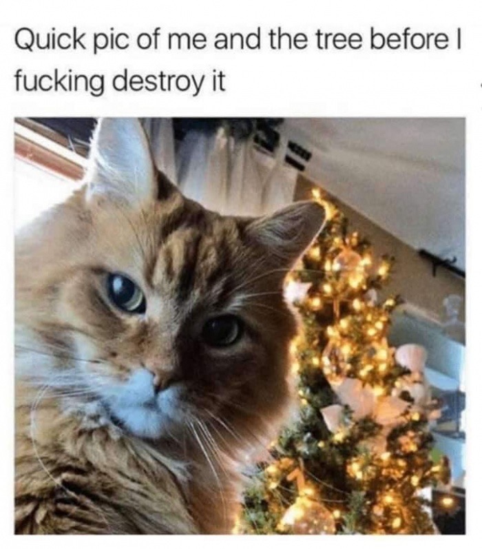 dank meme about quick pic of me and the tree before i destroy it - Quick pic of me and the tree before fucking destroy it