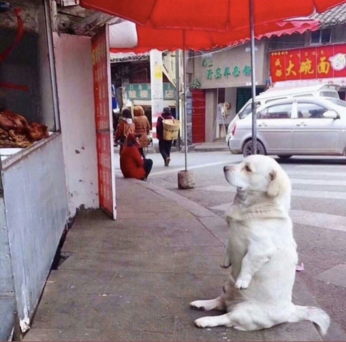 dog watching chicken