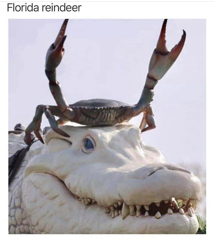 crab on albino crocodile - Florida reindeer