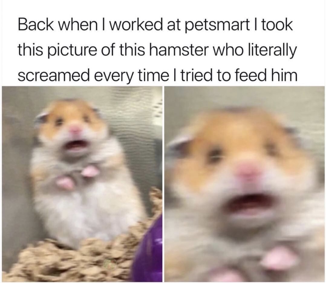 scared hamster meme - Back when I worked at petsmart I took this picture of this hamster who literally screamed every time I tried to feed him