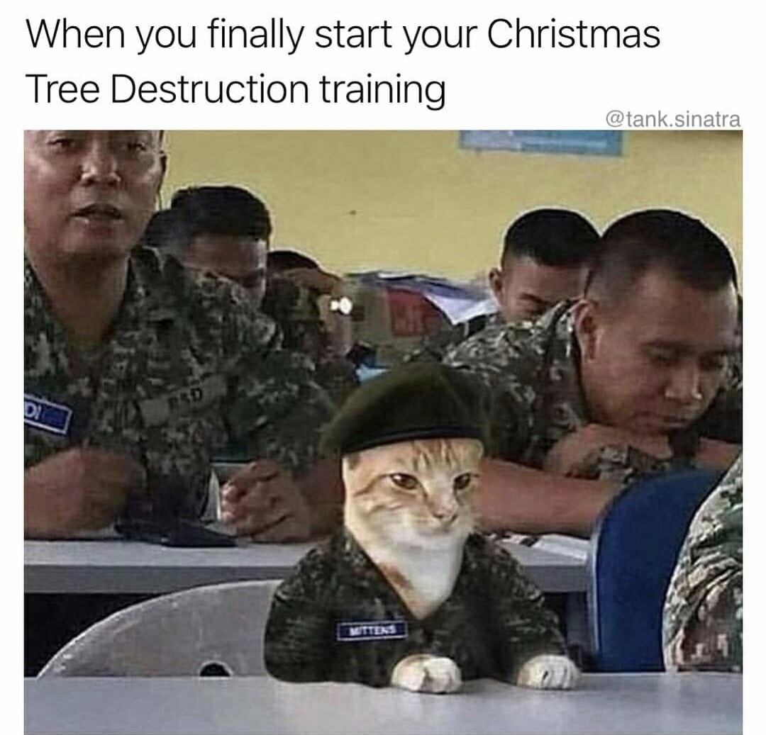 memes - mittens army cat - When you finally start your Christmas Tree Destruction training .sinatra