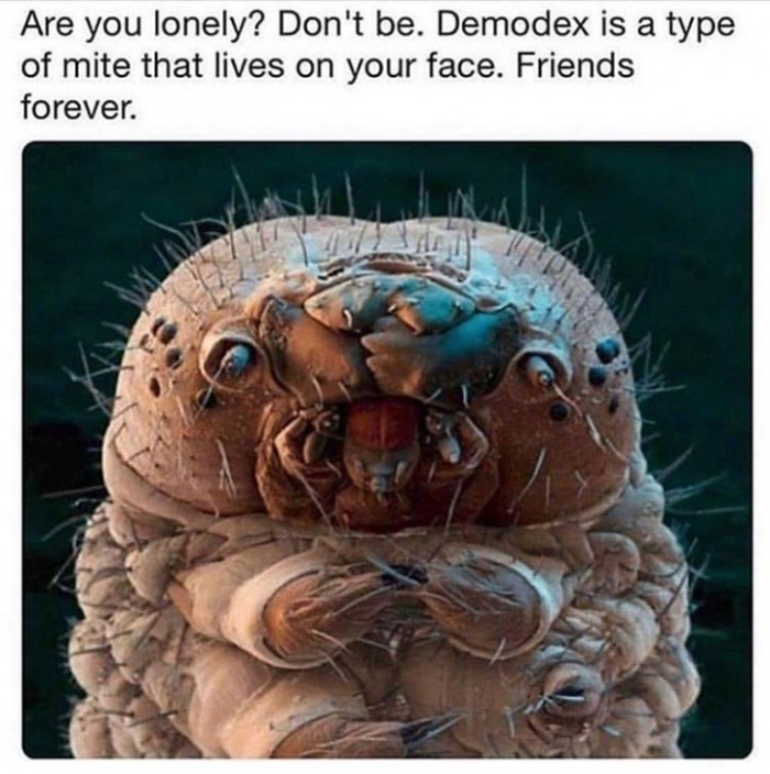 memes - caterpillar under a microscope - Are you lonely? Don't be. Demodex is a type of mite that lives on your face. Friends forever.
