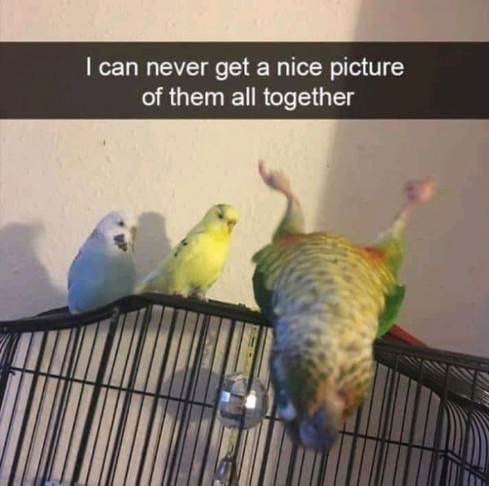 funny memes - funny bird - I can never get a nice picture of them all together