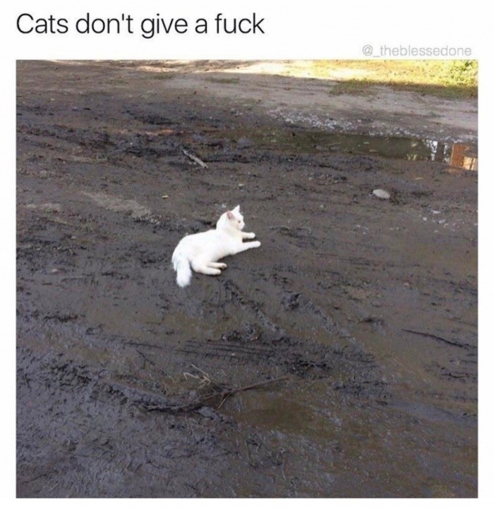 cats don t give a fuck - Cats don't give a fuck