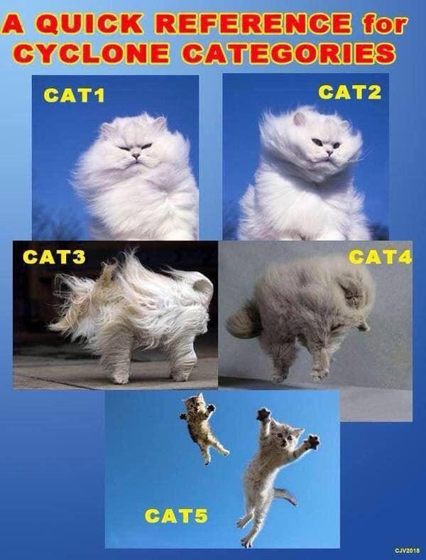 funny cat - A Quick Reference for Cyclone Categories CAT1 CAT2 CAT3 CAT4 CAT5 CJV2015
