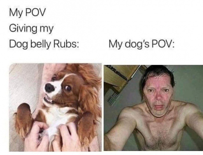 Meme - My Pov Giving my Dog belly Rubs My dog's Pov