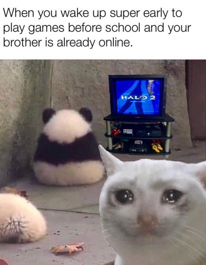 angry tiny panda - When you wake up super early to play games before school and your brother is already online. Halo 2