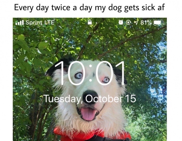 humpday meme - grass - Every day twice a day my dog gets sick af ott Sprint Lte @ 181%C Tuesday, October 15