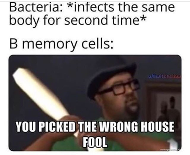 humpday meme - bacteria infects the body for a second time - Bacteria infects the same body for second time B memory cells uswitchclaw You Picked The Wrong House Fool