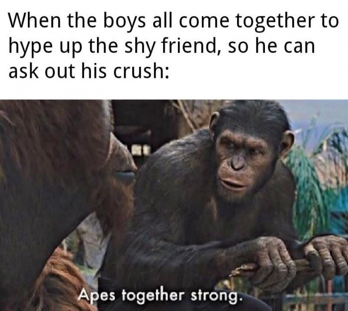 apes memes - When the boys all come together to hype up the shy friend, so he can ask out his crush Apes together strong.