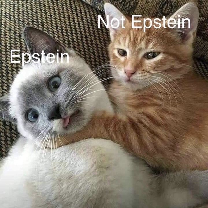 wholesome cat memes - Not Epstein Epstein print spordnet Final Reno Hlhinh este 151 Iuniemens Torres Hevoted or mere