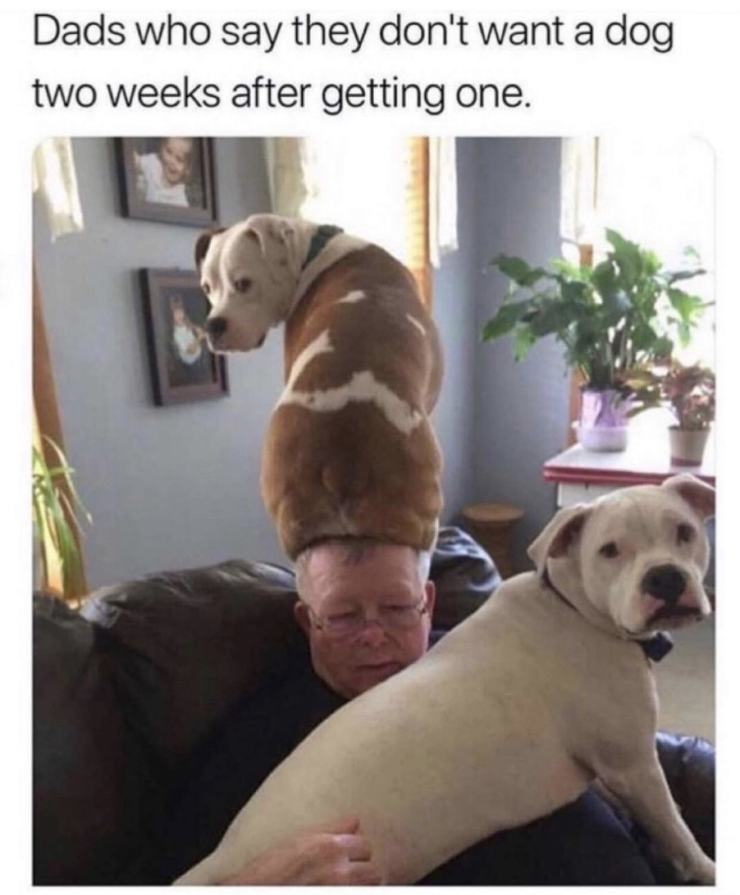 dads and dogs meme - Dads who say they don't want a dog two weeks after getting one.