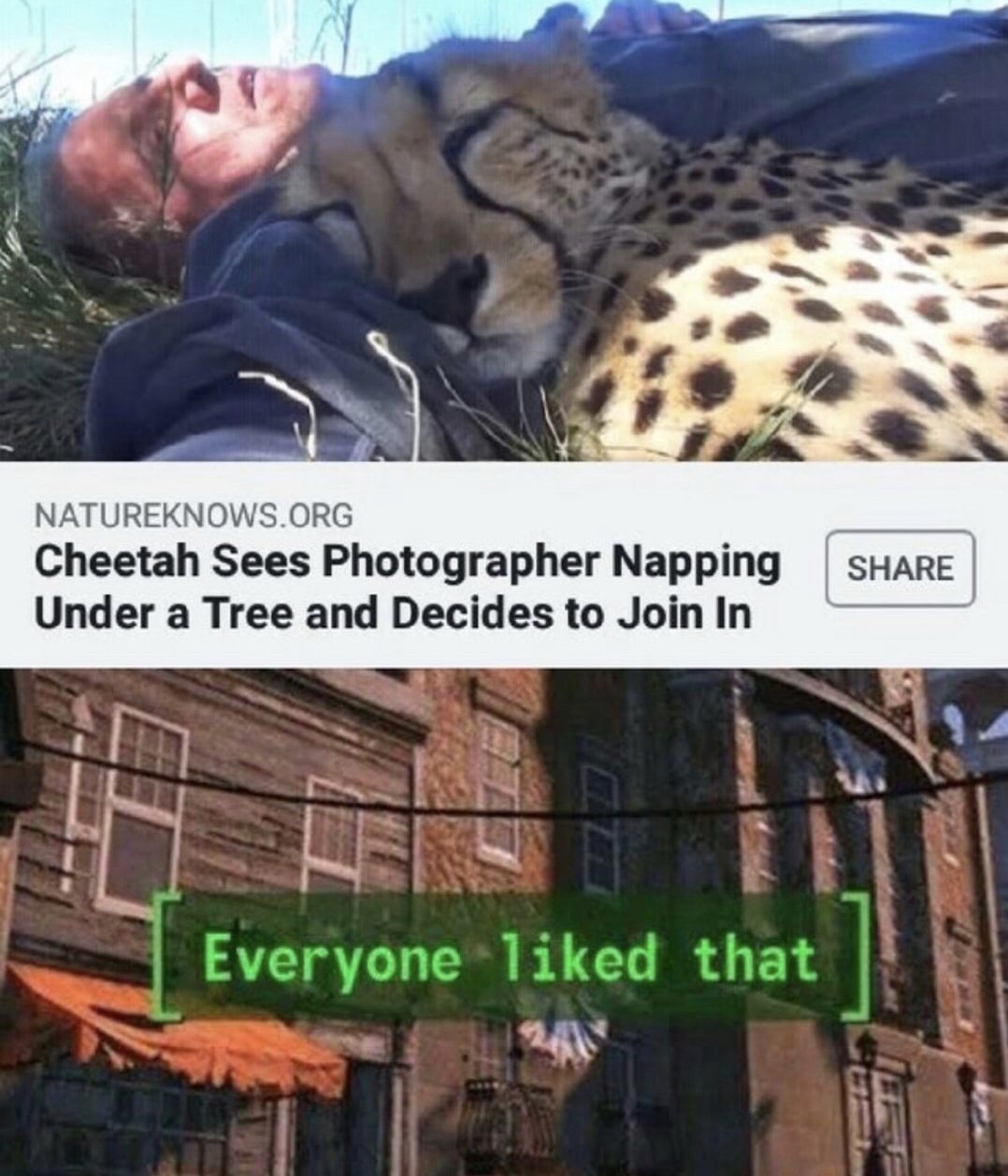 everyone liked that meme - Natureknows.Org Cheetah Sees Photographer Napping Under a Tree and Decides to Join In Everyone d that