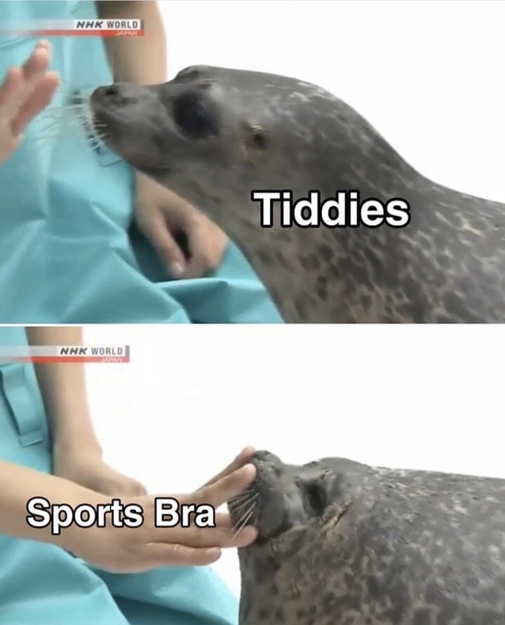 seal squish gif - Nhk World Tiddies Nhk World Sports Bra