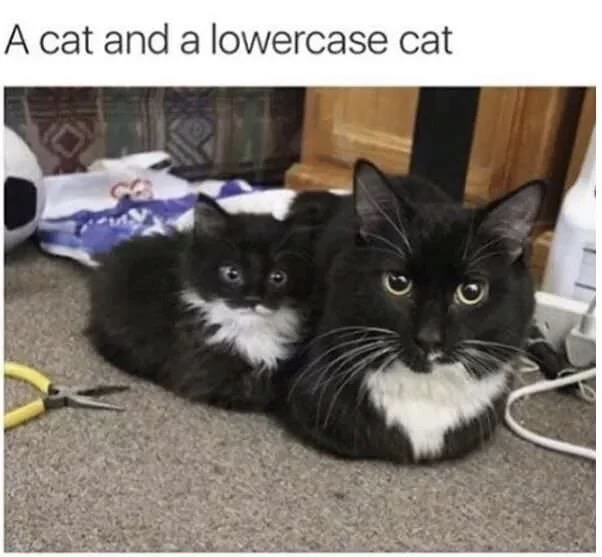 cat memes 2019 - A cat and a lowercase cat