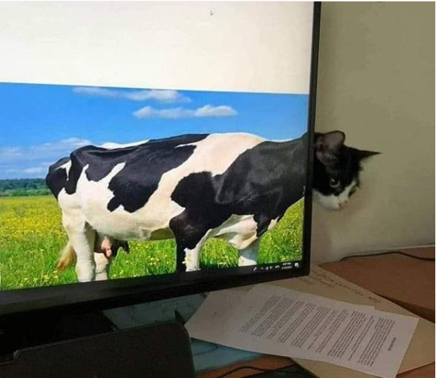 cow cat in natural habitat