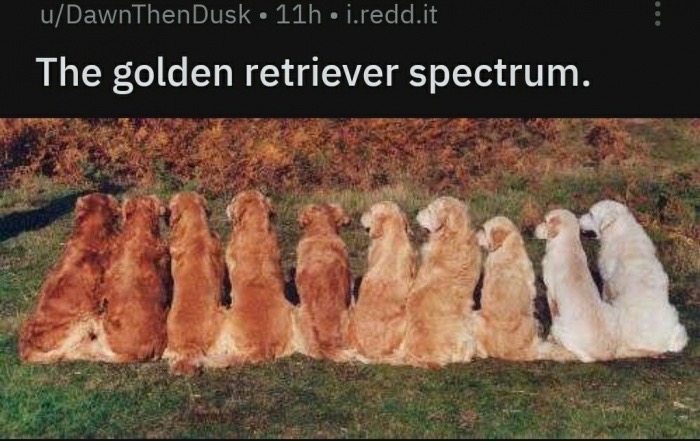 colors of golden retrievers - uDawnThenDusk 11h. i.redd.it The golden retriever spectrum.