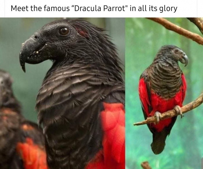 dracula parrot - Meet the famous Dracula Parrot" in all its glory