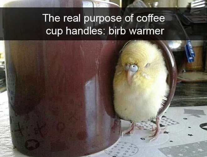 funny birb - The real purpose of coffee cup handles birb warmer