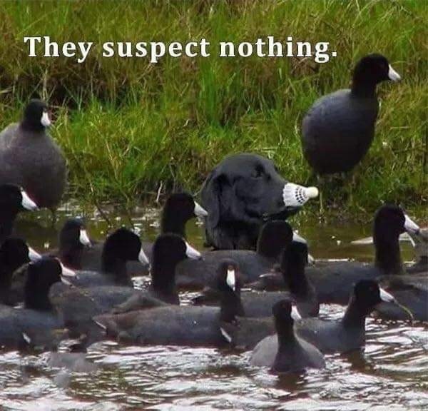 dog duck meme - They suspect nothing.