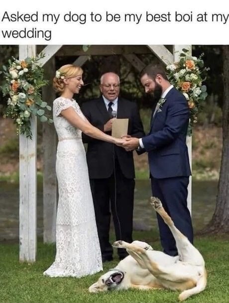 wedding memes - Asked my dog to be my best boi at my wedding