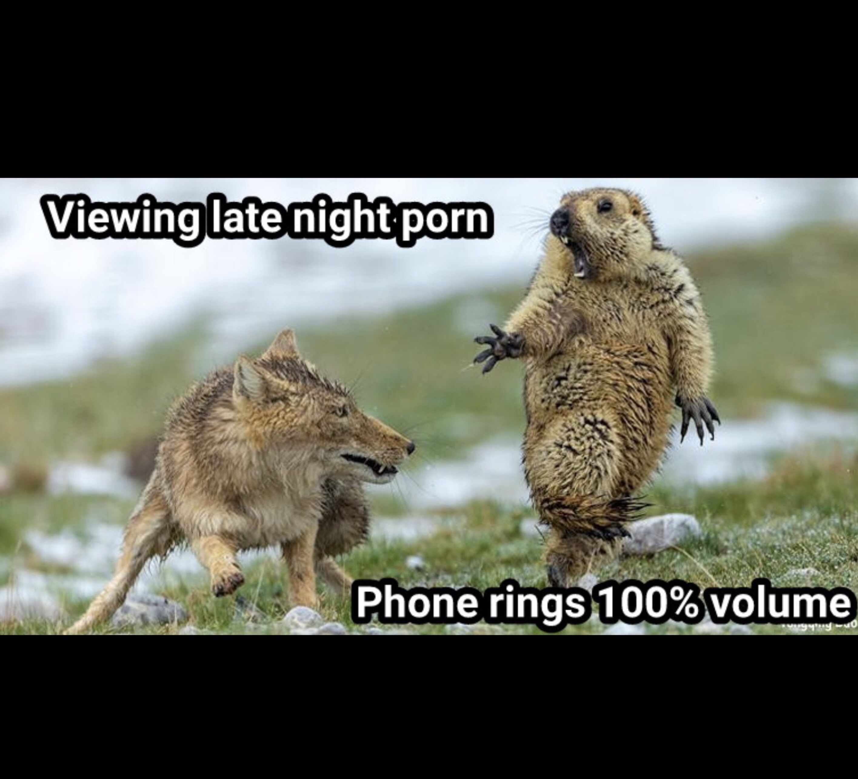 marmot and fox - Viewing late night porn Phone rings 100% volume