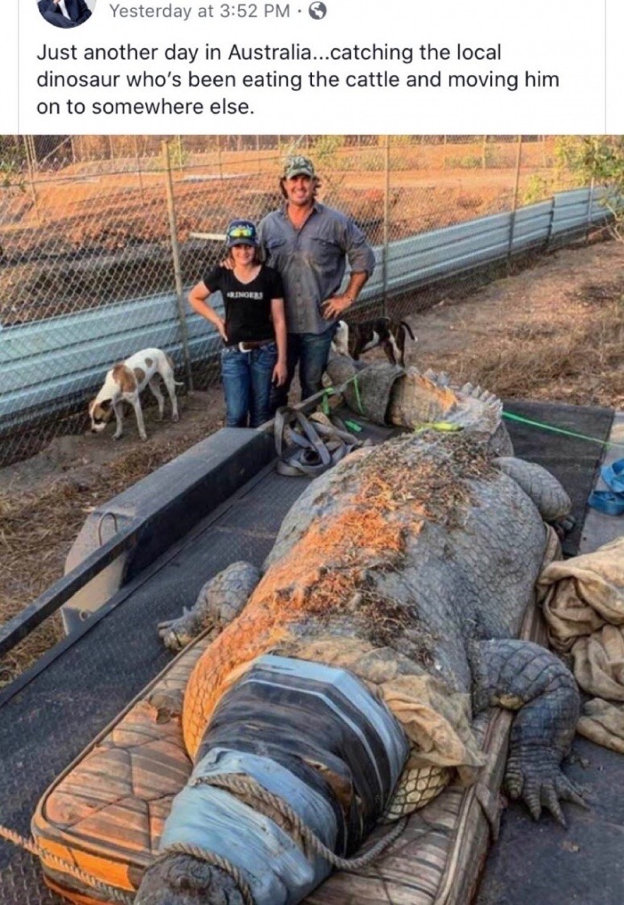 cattle eating crocodile - Yesterday at Just another day in Australia...catching the local dinosaur who's been eating the cattle and moving him on to somewhere else. Sinoeu
