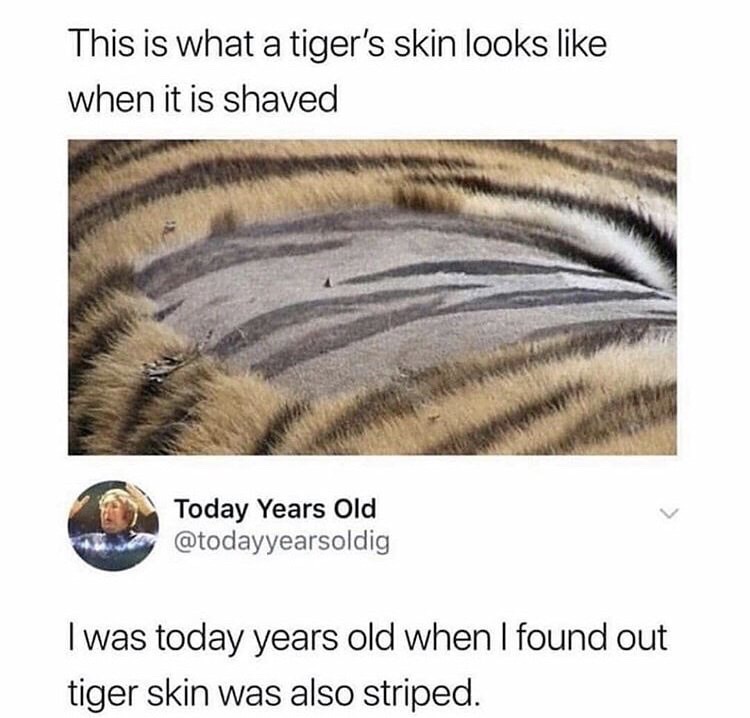 tiger striped skin - This is what a tiger's skin looks when it is shaved Today Years Old I was today years old when I found out tiger skin was also striped.