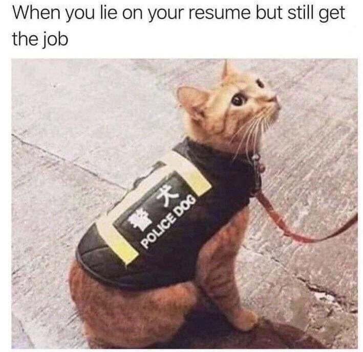 police cat meme - When you lie on your resume but still get the job Police Dog