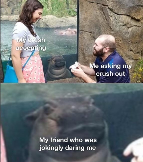 funny hippo - My crush accepting Me asking my crush out My friend who was jokingly daring me