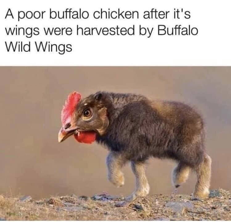 buffalo chicken funny - A poor buffalo chicken after it's wings were harvested by Buffalo Wild Wings