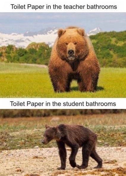 kodiak bear - Toilet Paper in the teacher bathrooms Toilet Paper in the student bathrooms