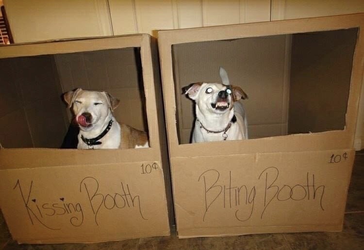 kissing booth biting booth