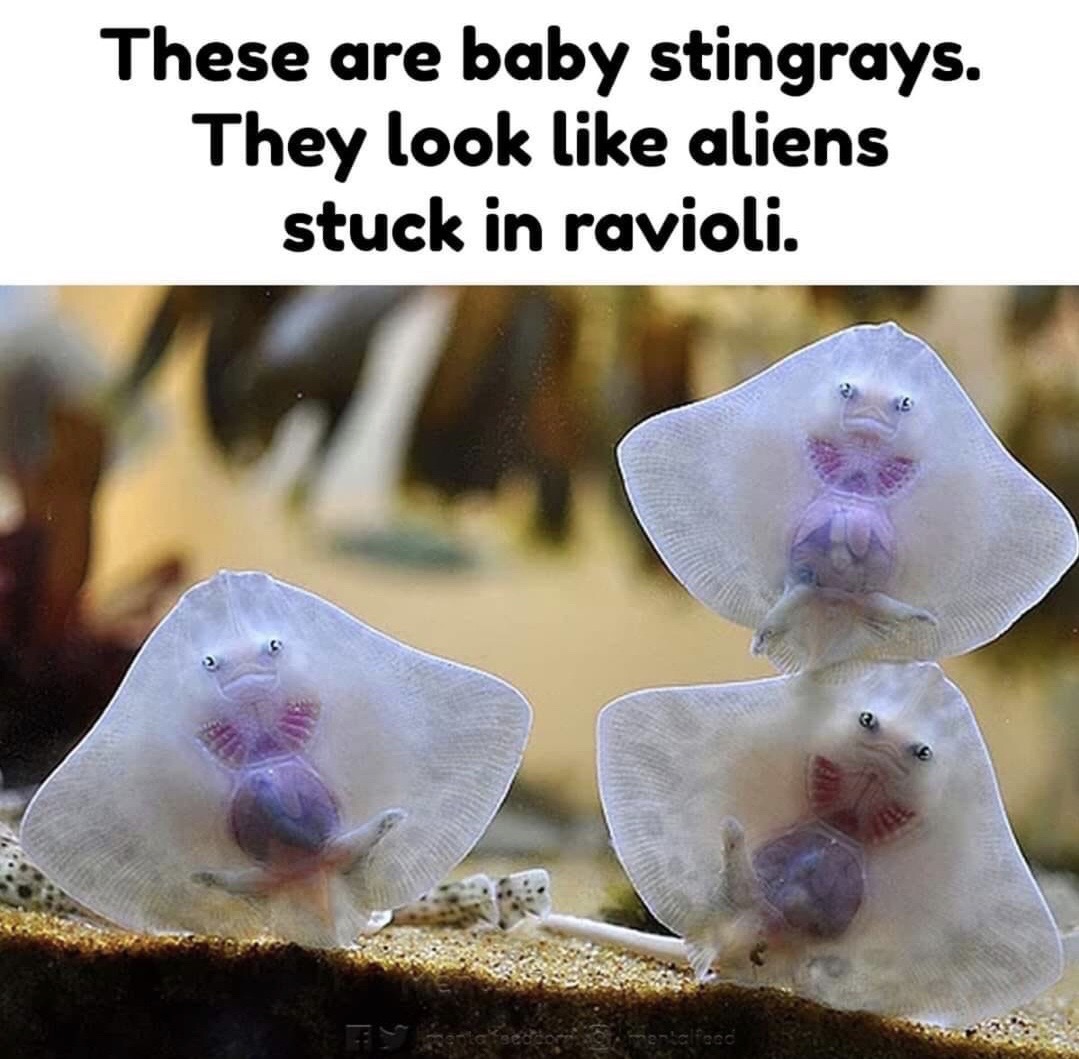 newborn stingrays - These are baby stingrays. They look aliens stuck in ravioli. Selecc