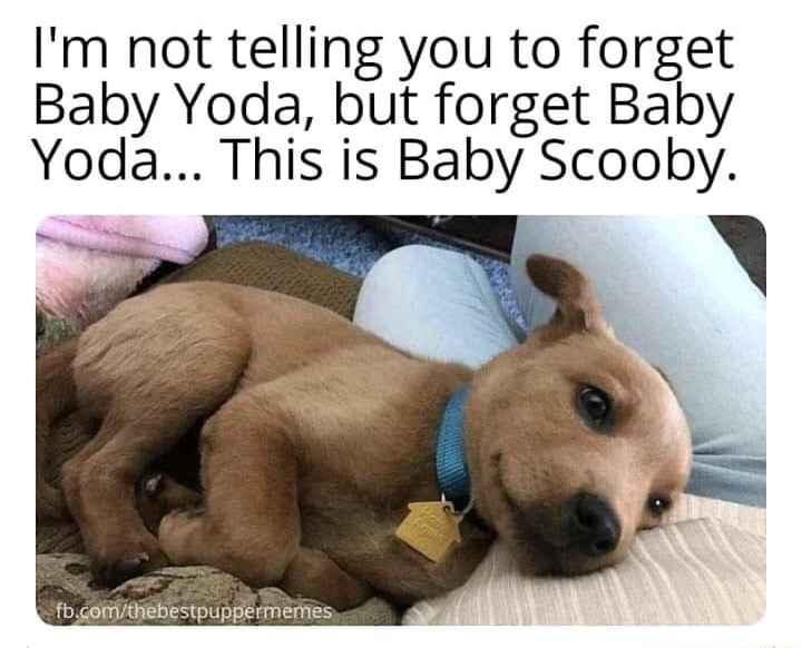 Internet meme - I'm not telling you to forget Baby Yoda, but forget Baby Yoda... This is Baby Scooby. Sfb.comthebestpuppermemes