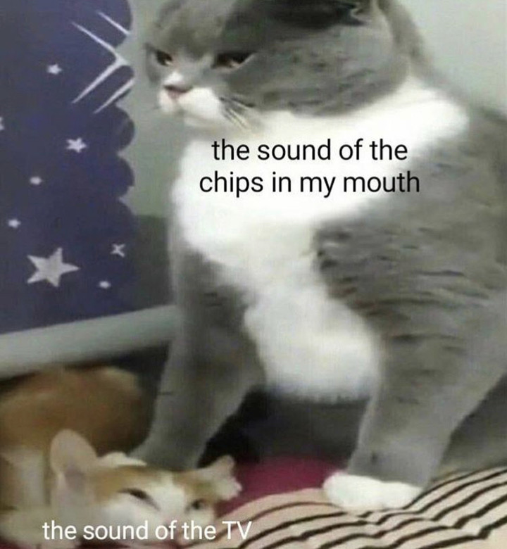 cat meme template - the sound of the chips in my mouth X the sound of the Tv