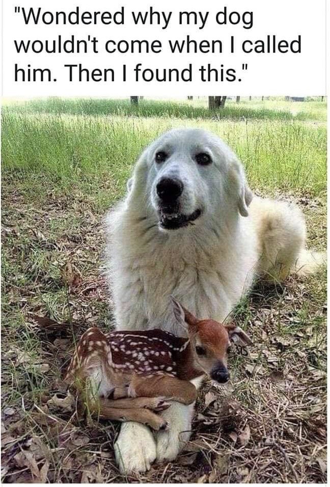 funniest animal memes - "Wondered why my dog wouldn't come when I called him. Then I found this." N As